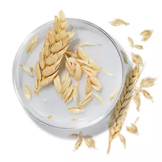 ingredient-glossary-11
