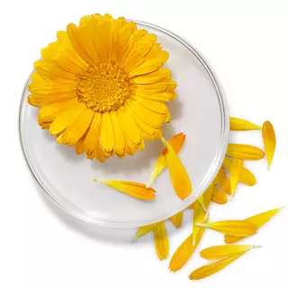 calendula ingredient glossary