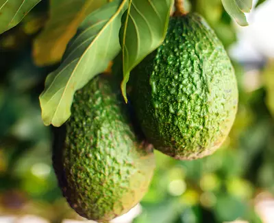 Ingrediente de Kiehl’s Extracto de Aguacate