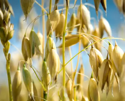 Ingrediente Kiehl’s Harina de Grano de Avena