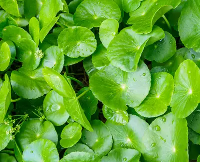Ingrediente de Kiehl’s Centella Asiatica