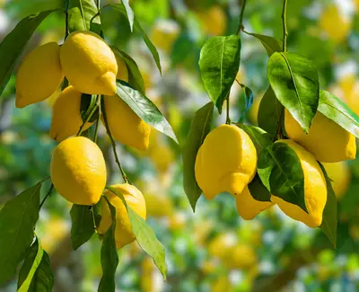 Ingrediente de Kiehl’s Extracto de Limon
