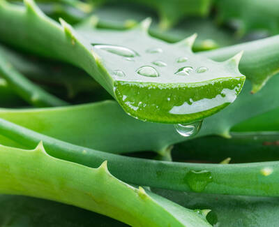 Ingrediente de Kiehl’s Aloe Barbadensis