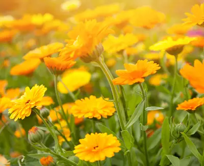 Ingrediente de Kiehl’s Calendula