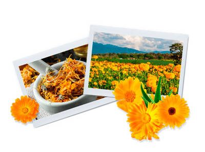 beneficios-multimilagrosos-de-la-calendula-4