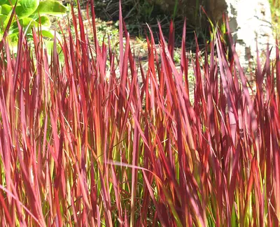 Imperata Cylindrica (Extracto de Planta del Desierto) Ingrediente de Kiehl’s