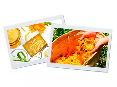 beneficios-multimilagrosos-de-la-calendula-3