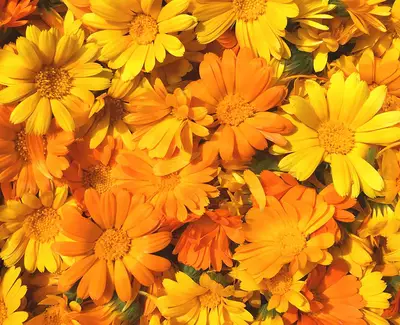 Ingrediente de Kiehl’s Calendula