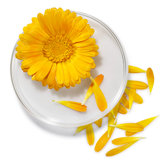 calendula ingredient glossary